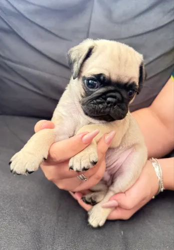 PUGS MACHO