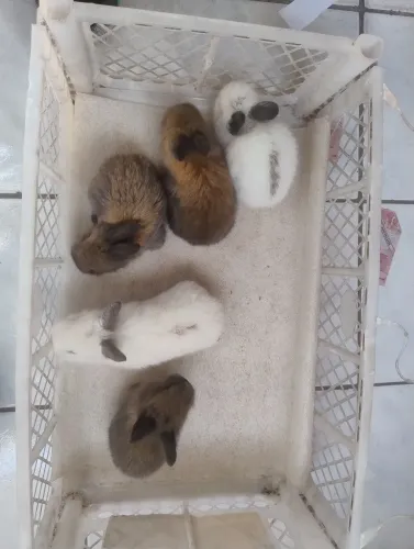Mais ninhadas dos minis bem pequenos .