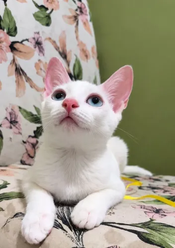 Gatinho