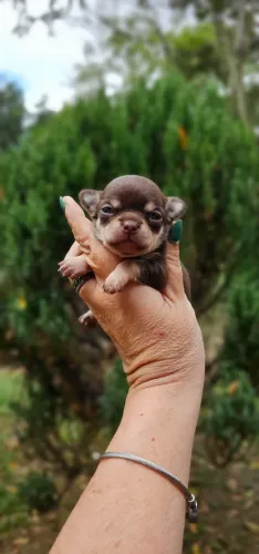 Chihuahua Chocolate Pelo Curto 