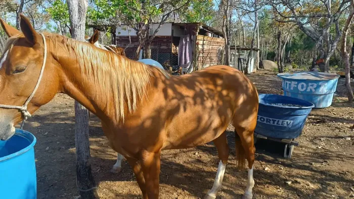 VENDE SE CAVALO DE RAÇA