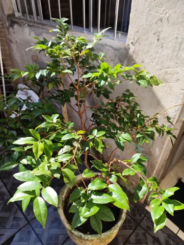 Jabuticabeira 