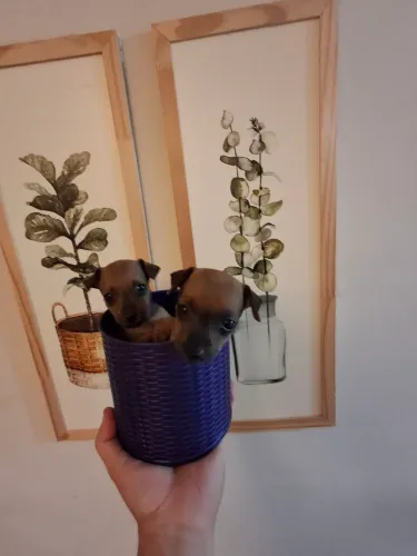 Filhotes de Pinscher 1