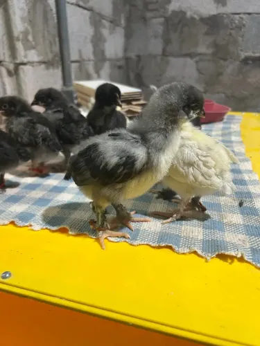 Pintinhos de Poedeiras com ovos coloridos 