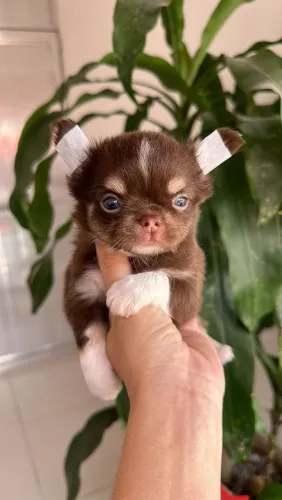 Chihuahua Pelo Longo Macho - Chocolate com Branco.