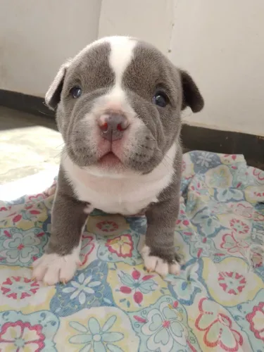 FÊMEA AMERICAN BULLY MICRO