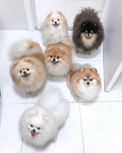 Filhotes De Spitz Alemão - Um Novo Amiguinho Pronto Para Fazer Parte Da Sua História
