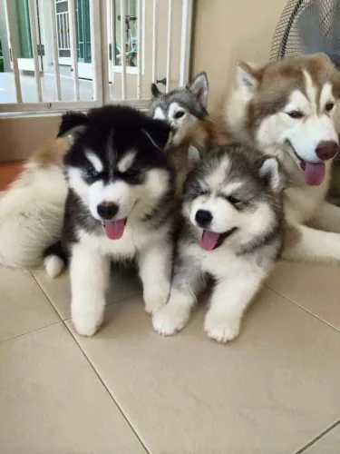 Husky Siberiano amor de 4 patas parcelo