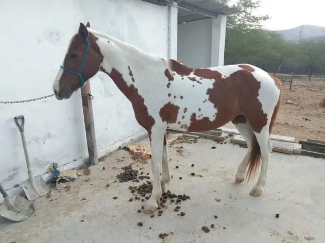 Cavalo Pampa lindo, manso! 