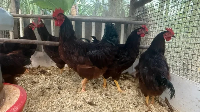 Frangos Rhode Island Red PUROS - 7 meses
