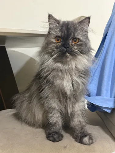 Filhote gato persa 