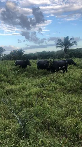Baixou pra 9 milhões 300 alqueires a 140km de Belém casa sede grande e de vaqueiro