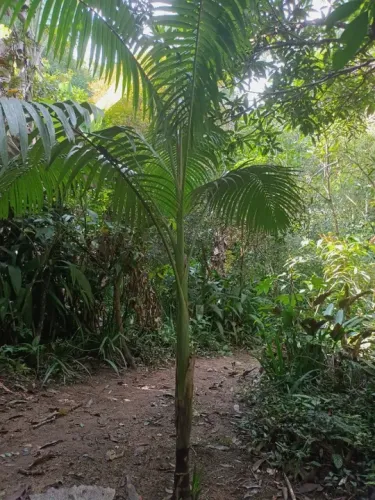 Palmeira Imperial