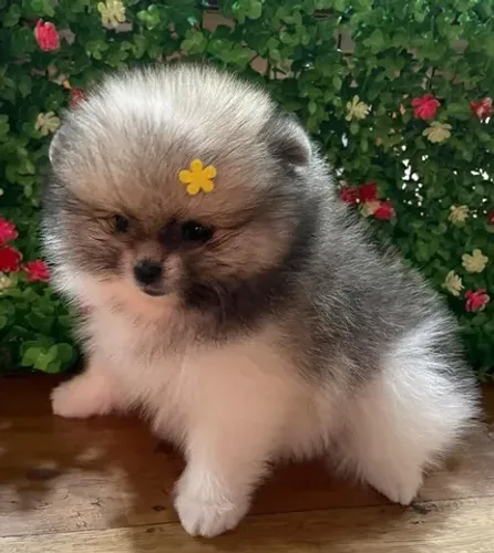 Spitz alemão anao / fêmea bicolor