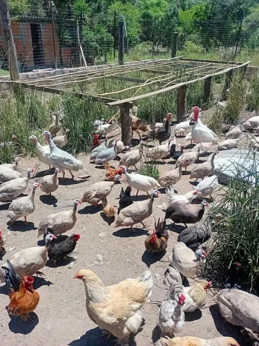 Filhotes e ovos de angolistas 