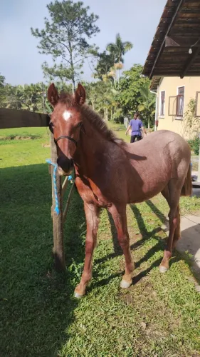 Potro marchador, promoção de final de semana 