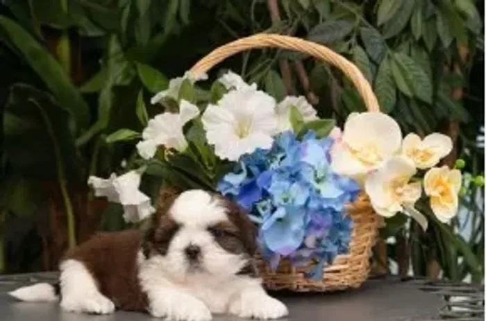 Shih-Tzu Mini Tricolor Macho - O Cãozinho Ideal Para o Seu Dia a Dia! 