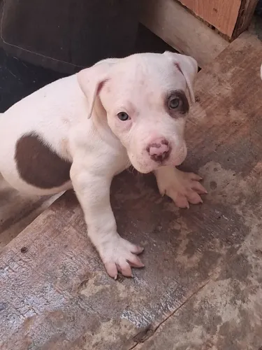 Filhote de pitbul 
