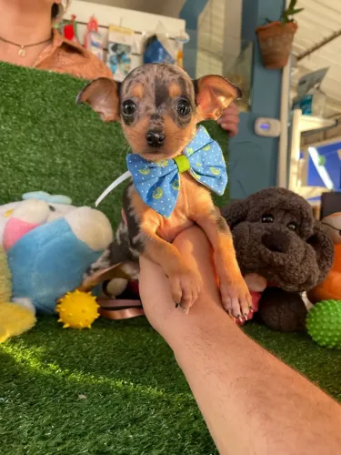 Lindos filhotes de pinscher arlerquim