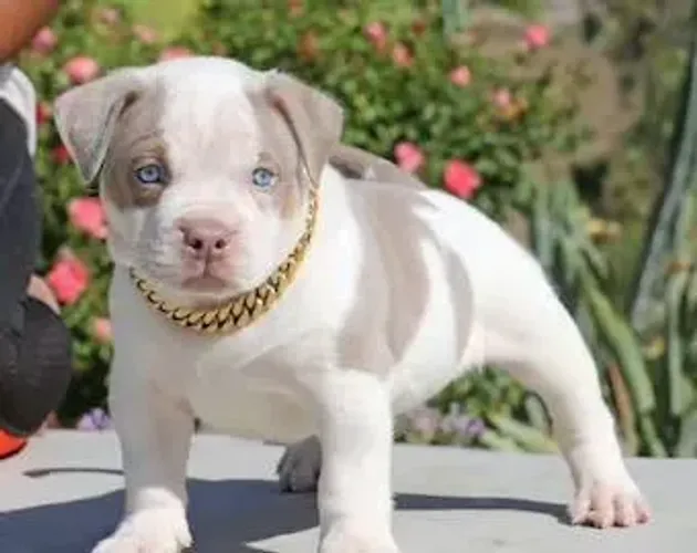 Filhote de Pitbull com olhos azuis - Macho e femea