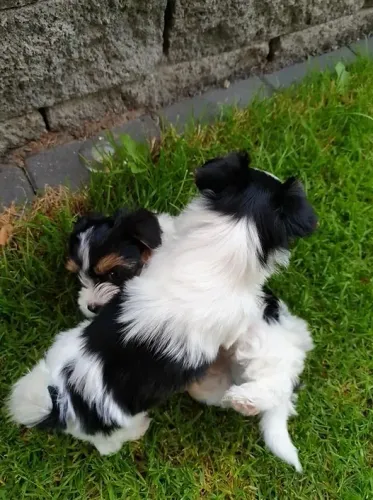 Biewer Terrier Fêmea Tricolor Perfeita para Quem Ama Cães Pequenos