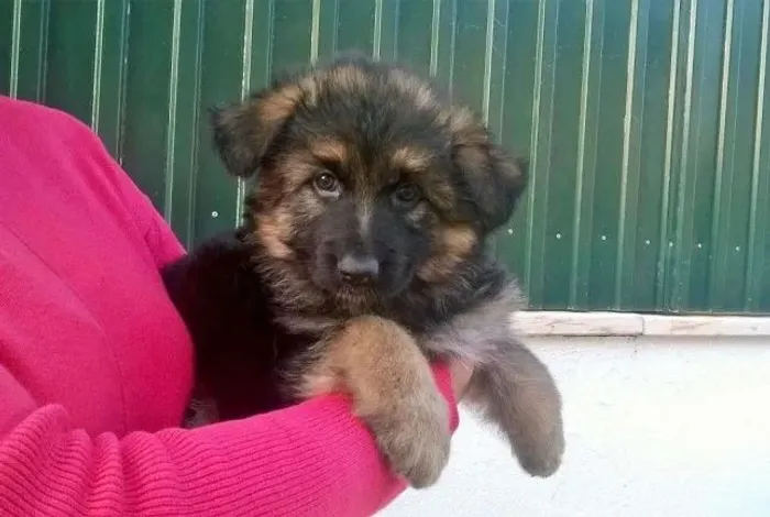 Pastor Alemão Filhote Machinho Seu Novo Melhor Amigo: Com Pedigree e Vacinas Completas!