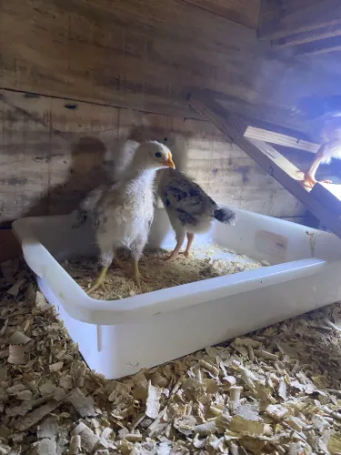 Pintinhos da raça cedres e galinha botadeira