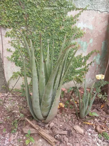 UMA FOLHA de Babosa /Aloe Vera