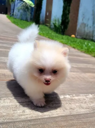Spitz alemão- lulu da pomerania pedigree 10x sem juros