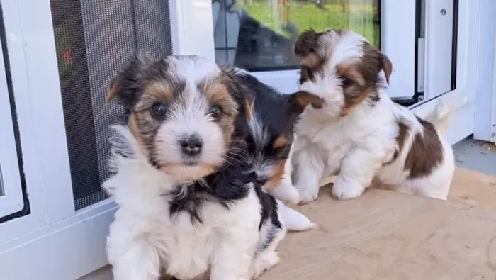 Biewer Terrier Macho Tricolor Inteligente e Amoroso