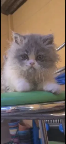 Persa diversas cores