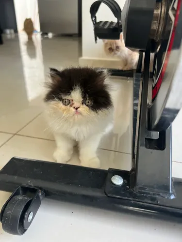 Filhotes de gato persa