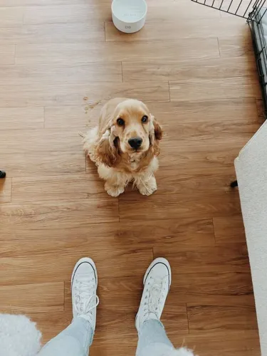 Filhotes de Cocker Spaniel Inglês A Vida Sorri Devagar com Eles