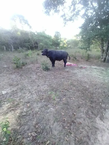 Animais para agropecuaria