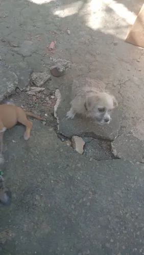 Doando cachorrinho mistiço 