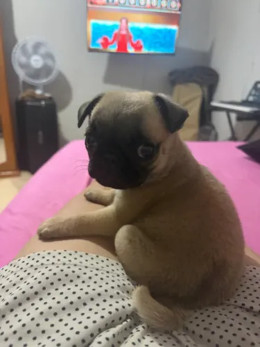Pug