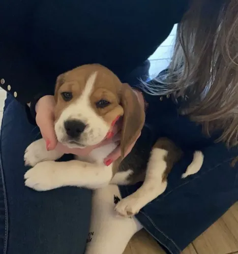 Beagle Conheça esse filhotinho antes que seja reservado