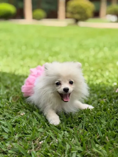 Lulu Pomerânia 