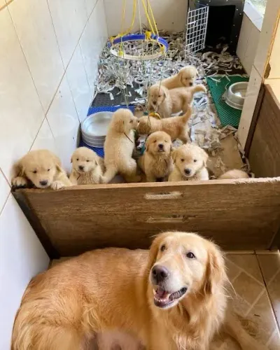 Doação filhote Golden retriever 