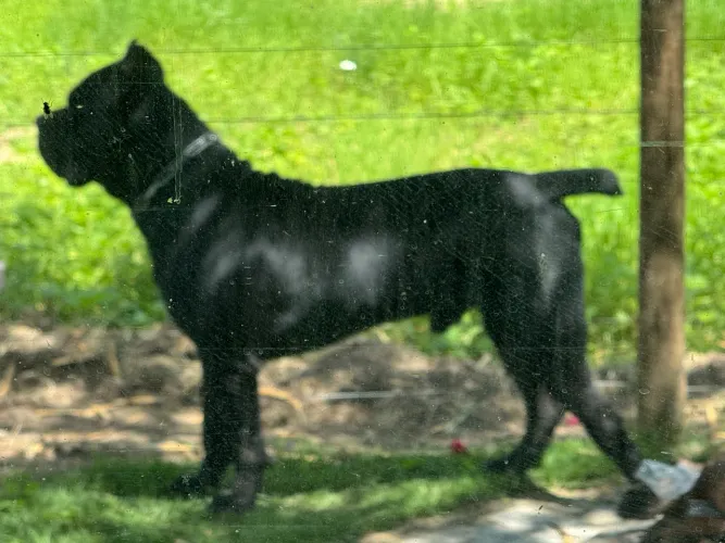 Cane Corso Filhotes 