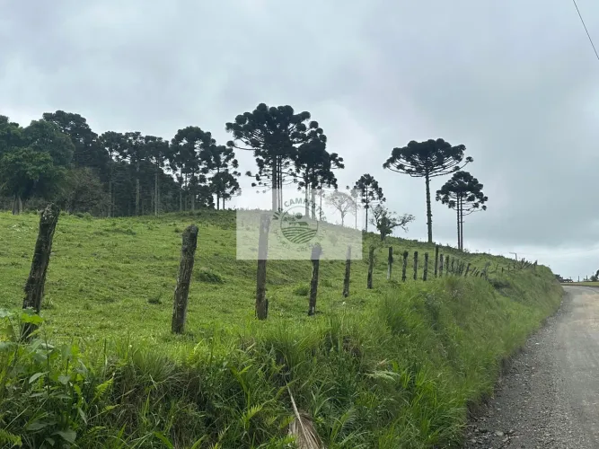 Area de 121.495 m2, escriturada, apenas 3,5 km da SC-418, poucos metros do asfalto