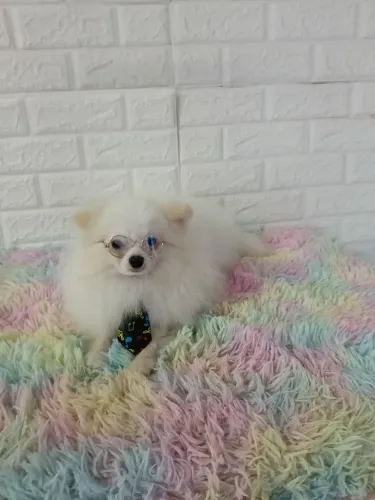Lindo spitz macho com 9 meses