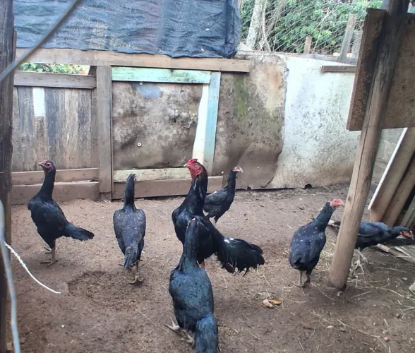 Galo e galinhas preta indias