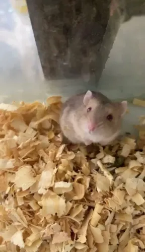 Hamster