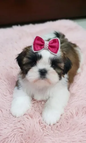 Shih Tzu Míni Vacinados - Parcelo até 12x!