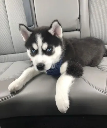 Husky Filhote cheio de carinho esperando por você