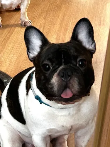 Buldogue Francês Macho