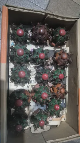 Artesanato