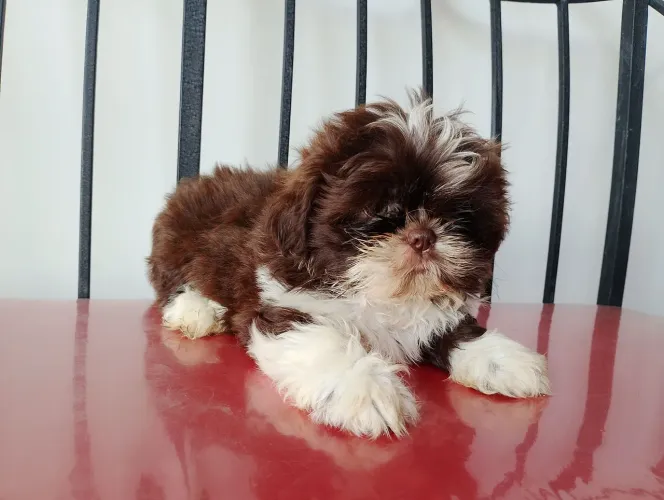Lindos filhotes de Shih Tzu fêmea