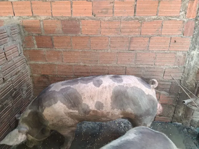 Vende-se porco 